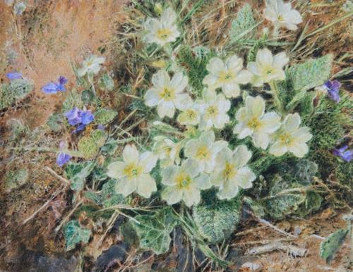 {'en': 'Primroses'}