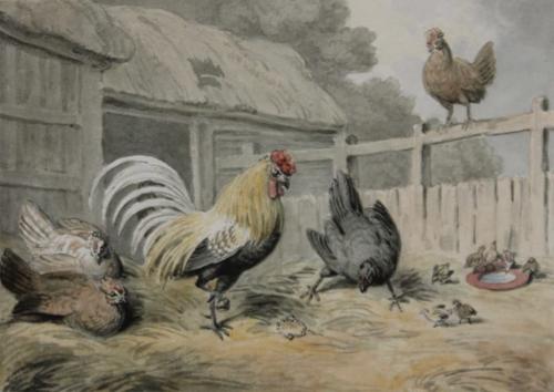 {'en': 'A cockerel and hens with an intruder'}