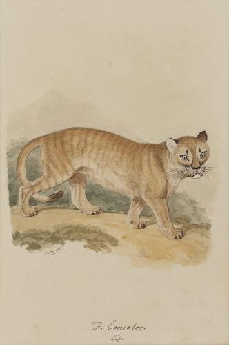 {'en': 'A Cougar or panther and An Ocelot'}