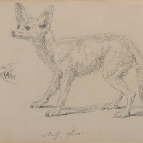 {'en': 'A fennec fox'}