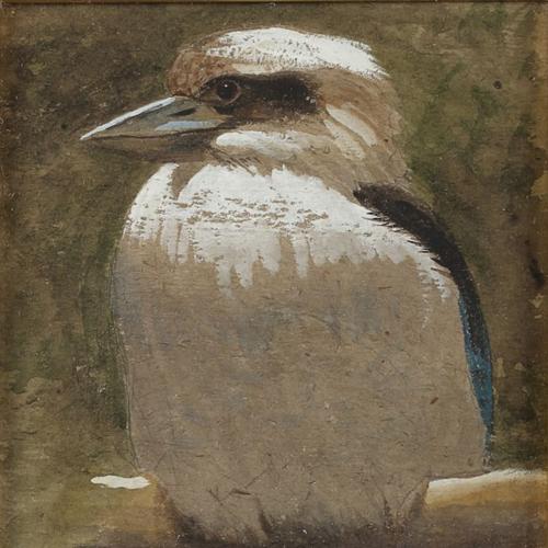 {'en': 'A kookaburra'}