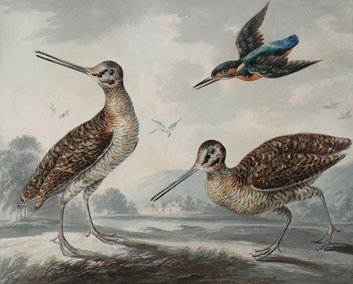 {'en': 'A pair of snipe and a kingfisher in a landscape'}