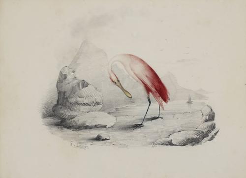 {'en': 'A spoonbill by the shore'}