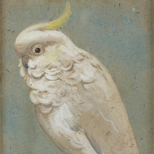 {'en': 'A sulphur crested cockatoo'}