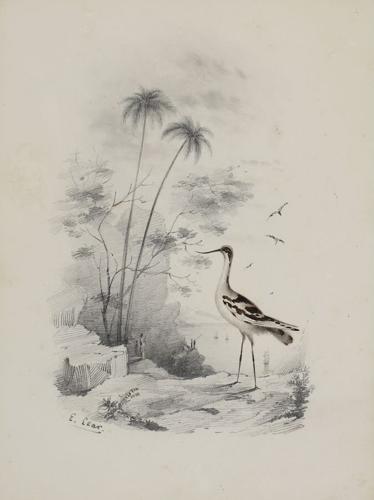 {'en': 'An avocet near the sea'}
