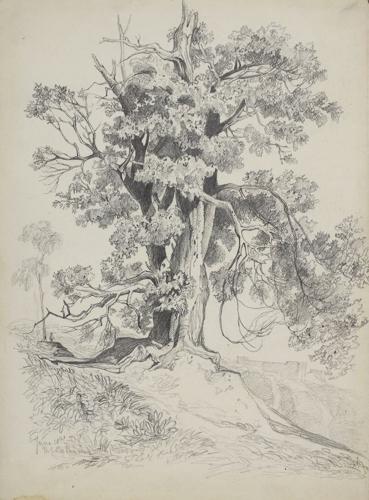 {'en': 'An oak tree'}