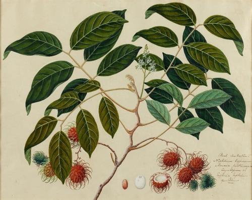 {'en': 'Rambutan'}