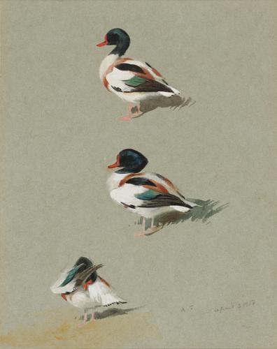 {'en': 'Studies of a Shelduck'}