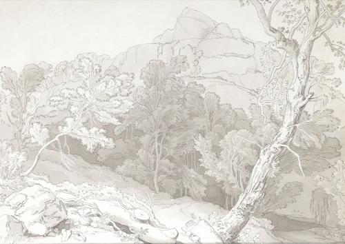 {'en': 'Trees at Canonteign, Devon'}