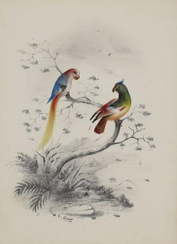 {'en': 'Two parrots on a branch'}