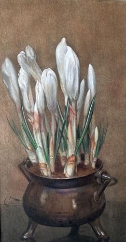 {'en': 'White Crocus'}