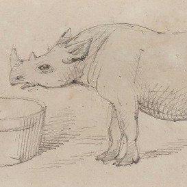 {'en': 'Young Arabian Rhinoceros'}