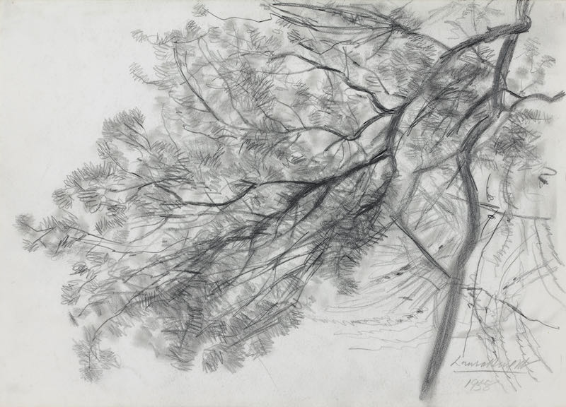 Study of the branch of a tree