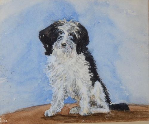 {'en': 'A black and white dog'}