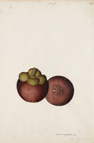 {'en': 'A group of nineteen watercolours of South-East Asian fruit and vegetables'}