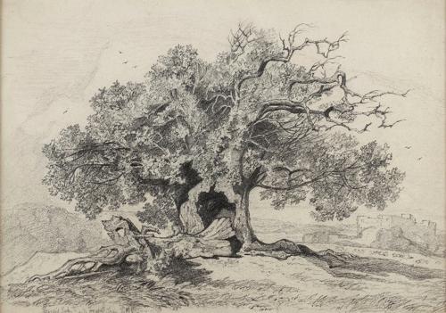 {'en': 'A mature oak tree near a castle'}