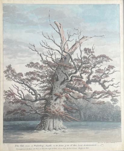 {'en': 'An Oak, Winfarthing, Norfolk'}