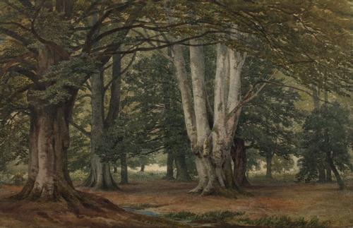 {'en': 'Burnham Beeches, Buckinghamshire'}