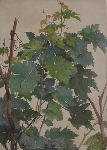 {'en': 'Study of Vine Leaves (Studie von Weinlaub)'}