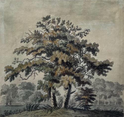 {'en': 'Unpollarded Oaks'}