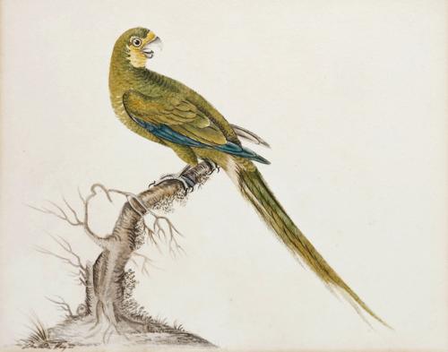 {'en': 'A Red-bellied Macaw (Orthopsittaca manilatus)'}