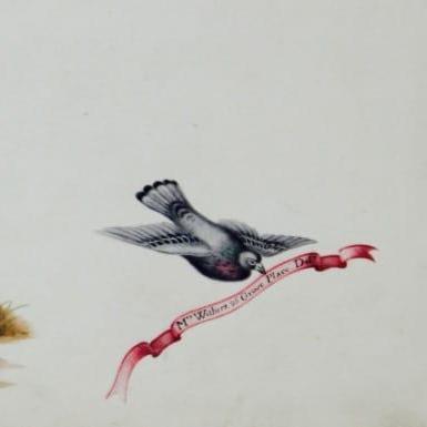 {'en': 'A white hen with her chicks'}