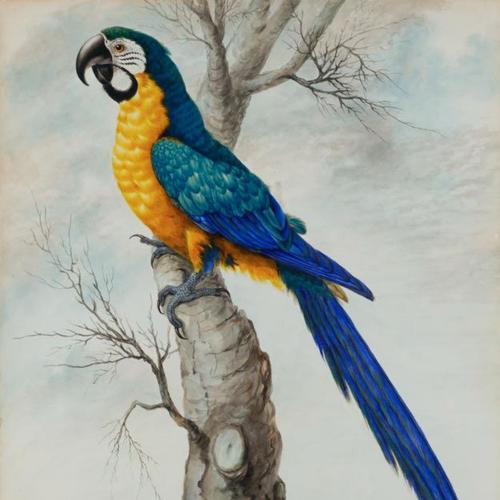 {'en': 'A blue and yellow Macaw'}